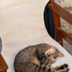 Sleep Remedies - Cat Sleeping on an Old Armchair