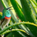 Aloe Vera - Green and Gray Bird Perching on Aloe Vera Plant