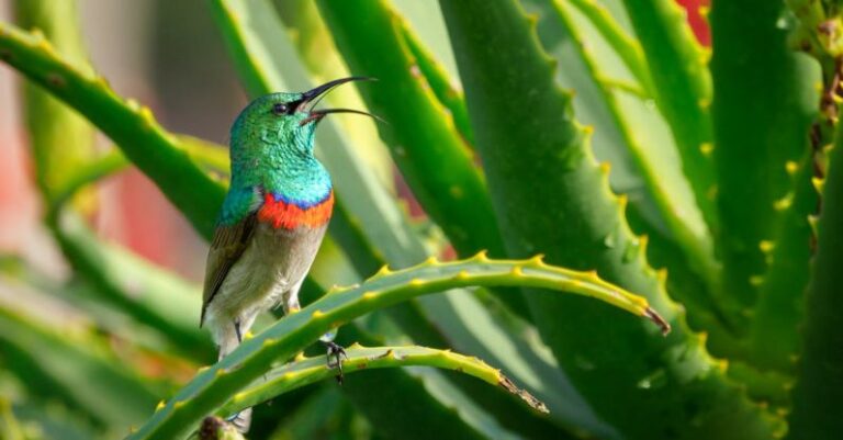 Unlocking the Secrets of Aloe Vera for Skin and Hair