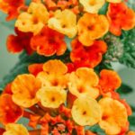 Plant-based Beauty - Lantana flowers in bloom