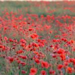 Cryotherapy Beauty - Film Photo of a Field of Poppies