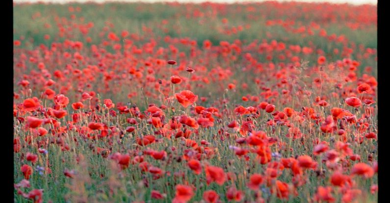 Cryotherapy Beauty - Film Photo of a Field of Poppies